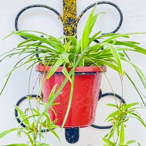 حاملات أزهار فنية